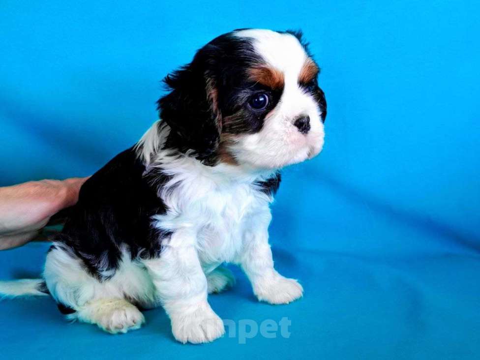 Собаки в других городах Московской области: Девочка кавалер кинг чарльз спаниель Девочка, Бесплатно - фото 2