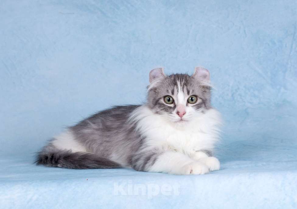 Кошки в Москве: Американский кёрл Девочка, Бесплатно - фото 1