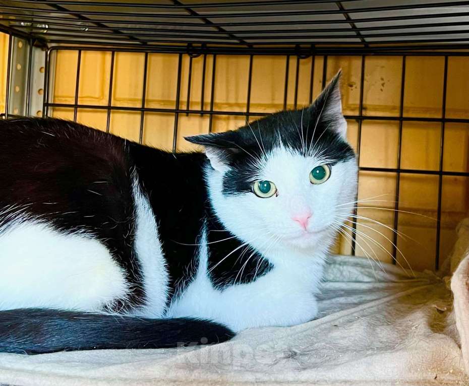 Кошки в Москве: Очень душевный котик Макс в добрые руки Мальчик, Бесплатно - фото 2