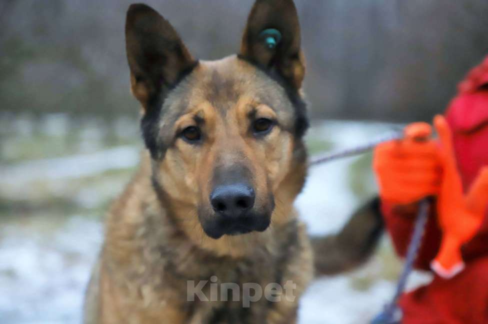 Собаки в Москве: Веня Мальчик, Бесплатно - фото 2