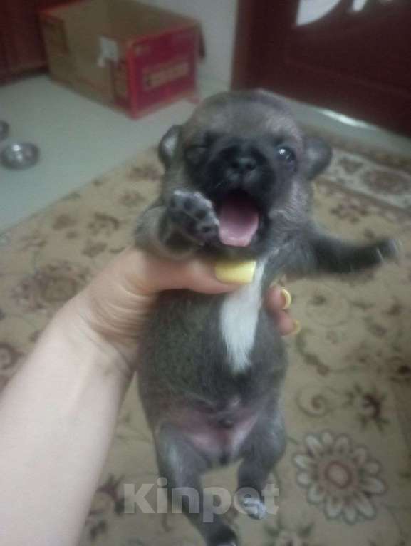 Собаки в Липецке: Продаю щенка чихуа (мальчик) Мальчик, 7 000 руб. - фото 2