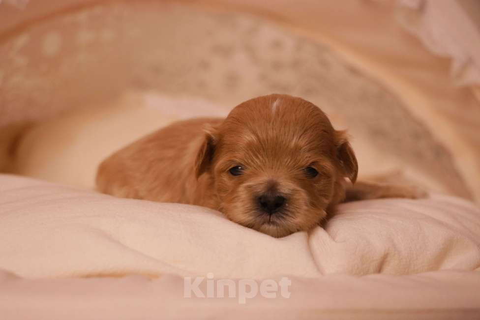 Собаки в Москве: Мальтипу девочка купить Девочка, 110 000 руб. - фото 2