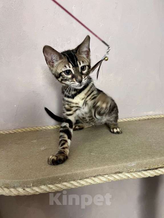 Кошки в Нижнем Новгороде: Котенок бенгальской кошки Девочка, Бесплатно - фото 4