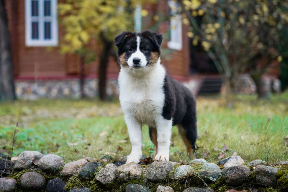 Собаки в Звенигороде: Австралийская овчарка девочка Девочка, 50 000 руб. - фото 4