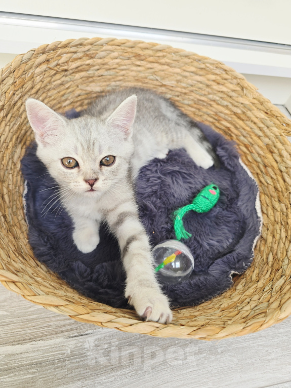 Кошки в других городах Московской области: Шотландский короткошёрстный котенок Мальчик, 10 000 руб. - фото 4