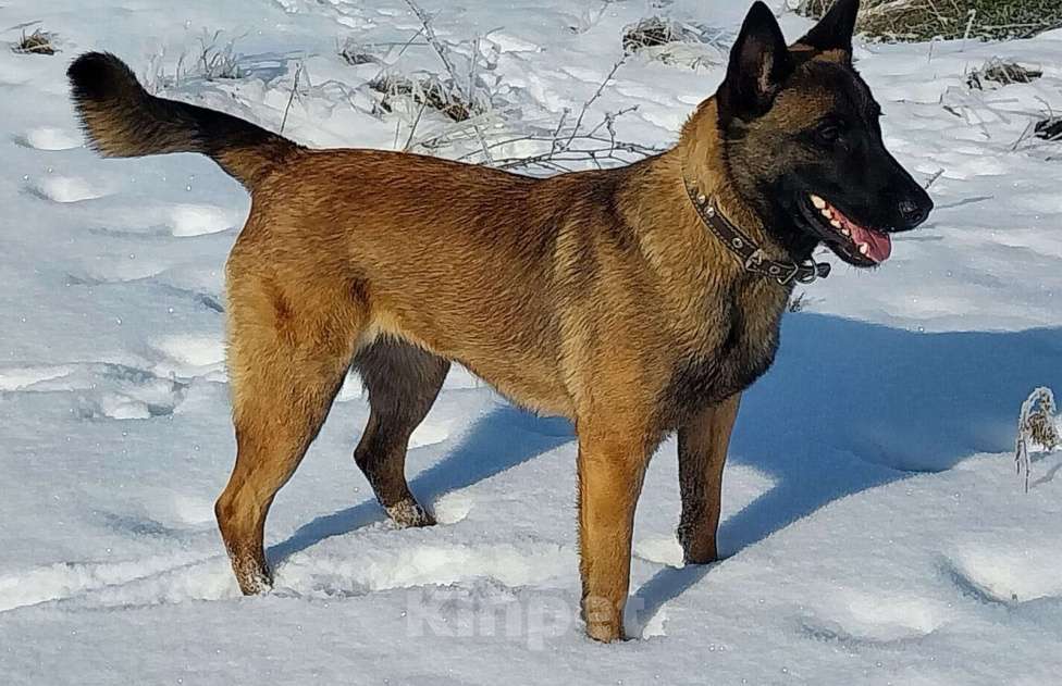 Собаки в Волгодонске: щенки малинуа Девочка, 20 000 руб. - фото 2