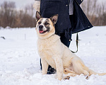 Собаки в Москве: Миниатюрная собака из приюта в добрые руки Мальчик, Бесплатно - фото 4