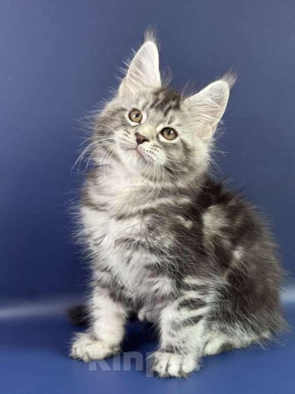 Кошки в Москве: Котенок мейн-кун Мальчик, Бесплатно - фото 1