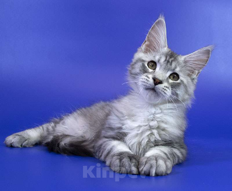 Кошки в Москве: Котенок Мейн Кун Мальчик, 1 000 руб. - фото 2