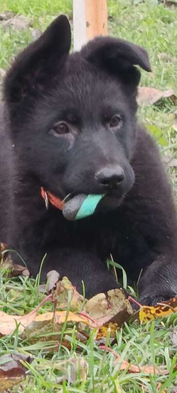 Собаки в Кольчугино: Щенки немецкой овчарки. Девочка, 15 000 руб. - фото 5