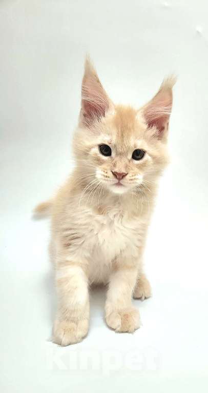 Кошки в Красногорске: Котенок мейн-кун  Мальчик, 60 000 руб. - фото 5