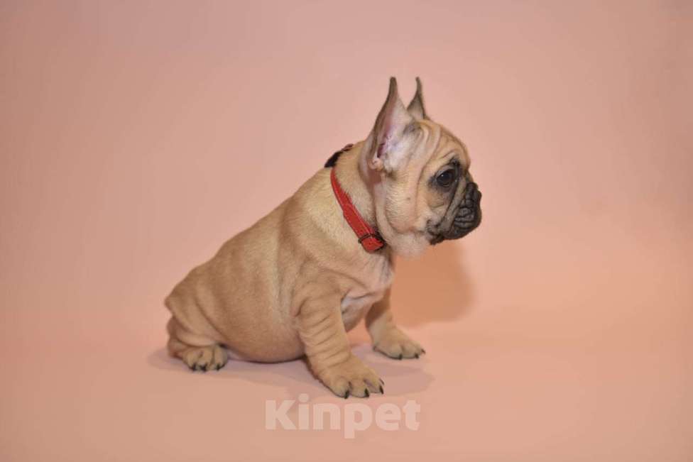 Собаки в Москве: Девочка французского бульдога  Девочка, 50 000 руб. - фото 4