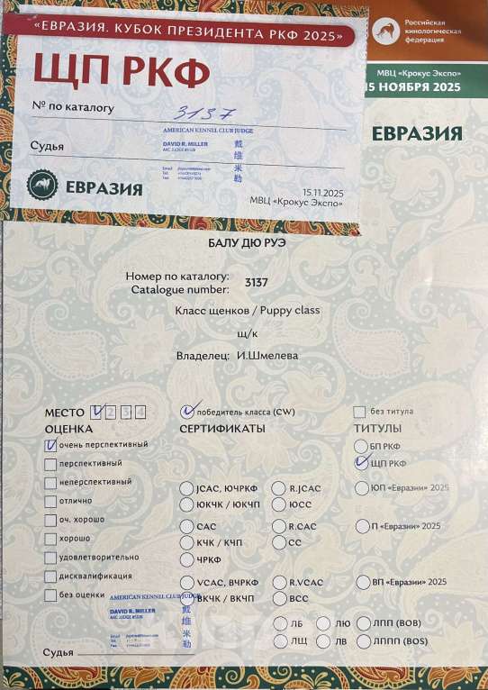 Собаки в Москве: Щенок победитель РКФ Мальчик, 130 000 руб. - фото 4