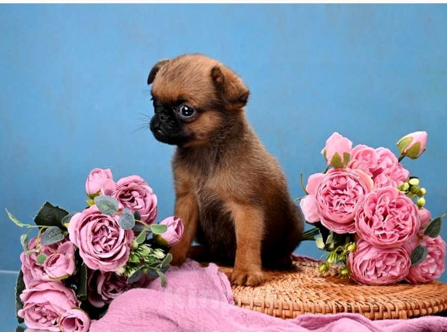 Собаки в Москве: Рыжая девочка пти-брабансон Девочка, 60 000 руб. - фото 1