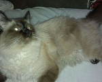 Кошки в Семенове: кот на вязку, 2 000 руб. - фото 3