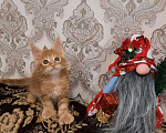 Кошки в Ряжске: Мейн-кун, 20 000 руб. - фото 4