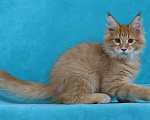Кошки в Мытищах: Котенок Мейн-кун Мальчик, 40 000 руб. - фото 2
