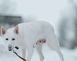 Собаки в Санкт-Петербурге: Красавица Белла из приюта Девочка, Бесплатно - фото 5