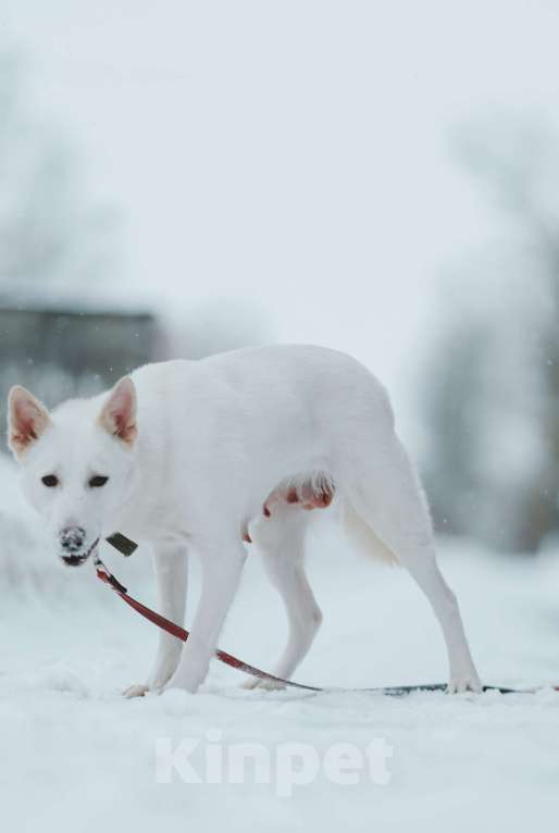 Собаки в Санкт-Петербурге: Красавица Белла из приюта Девочка, Бесплатно - фото 5