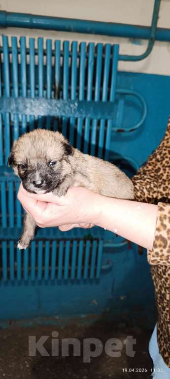 Собаки в Липецке: Отдам в хорошие руки щенка Мальчик, Бесплатно - фото 1