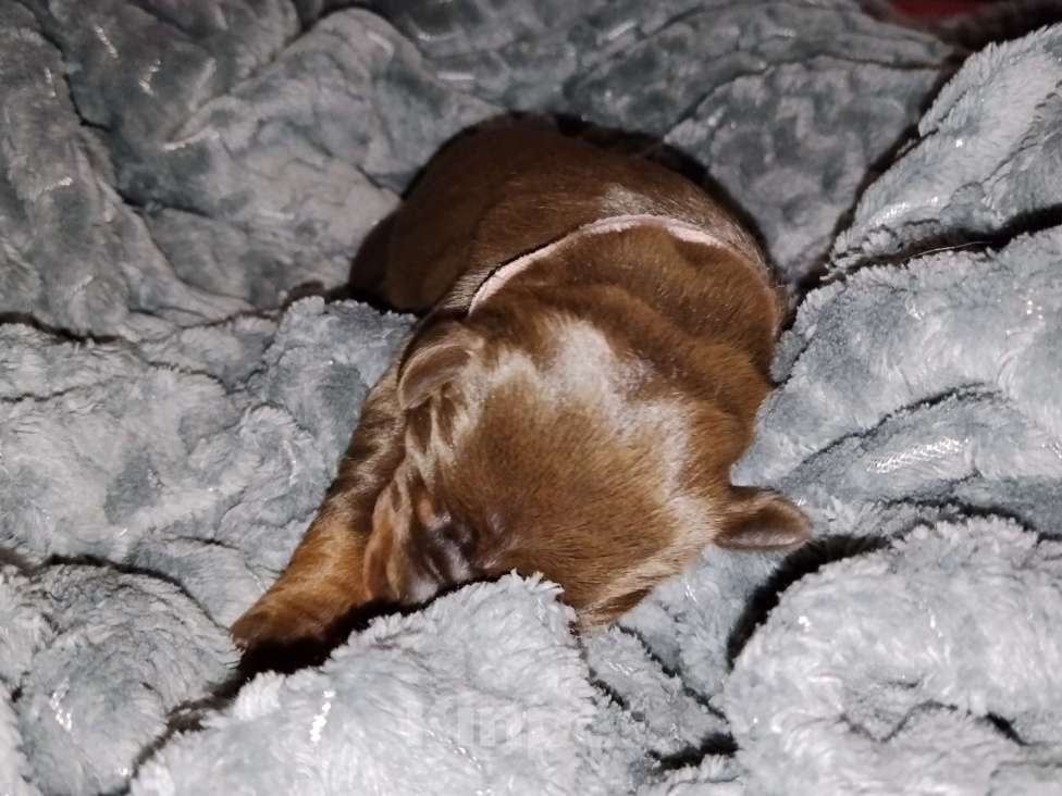 Собаки в Березовском: К/П сука Девочка, Бесплатно - фото 2