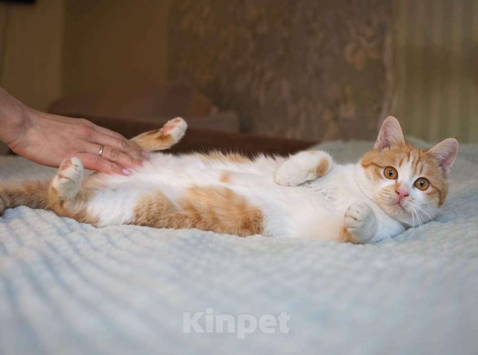 Кошки в Москве: Рыжего котенка Куся никто не замечает Мальчик, Бесплатно - фото 5