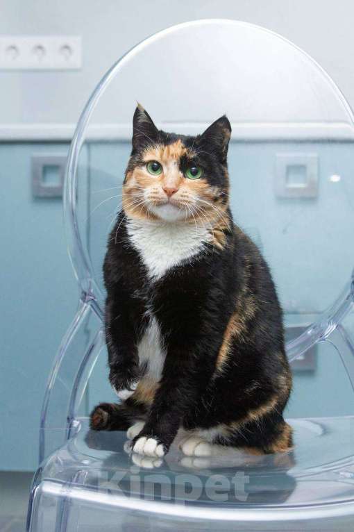 Кошки в Москве: Кошка Буся подарит вам спокойствие и любовь Девочка, Бесплатно - фото 3