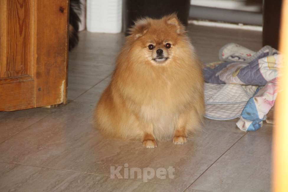 Собаки в Раменском: Девочка шпица Вета Девочка, 15 000 руб. - фото 2