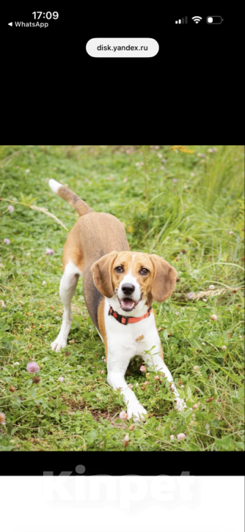 Собаки в Москве: Айя хочет домой Девочка, Бесплатно - фото 2
