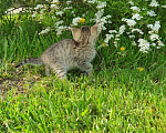Кошки в Спасе-Клепике: Мальчик в дар Мальчик, Бесплатно - фото 5