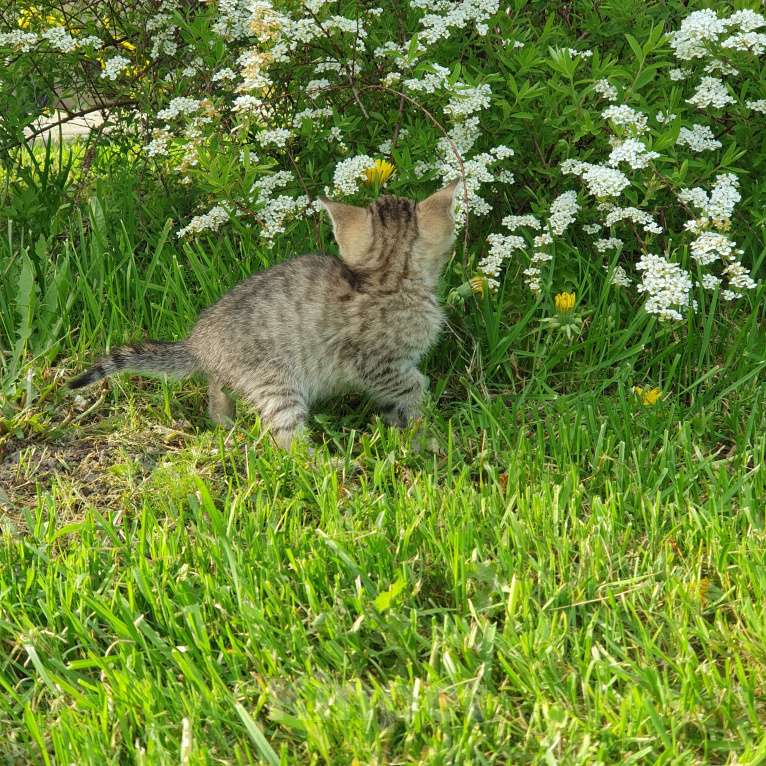 Кошки в Спасе-Клепике: Мальчик в дар Мальчик, Бесплатно - фото 5