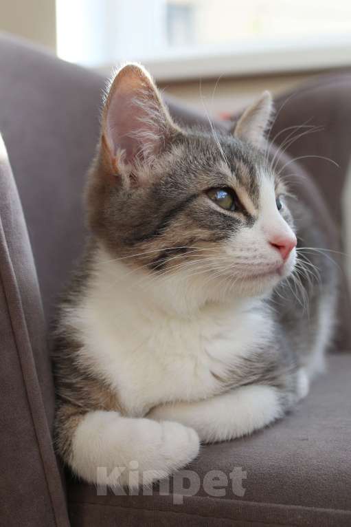 Кошки в Красногорске: Ищем дом Марсику! Мальчик, Бесплатно - фото 4