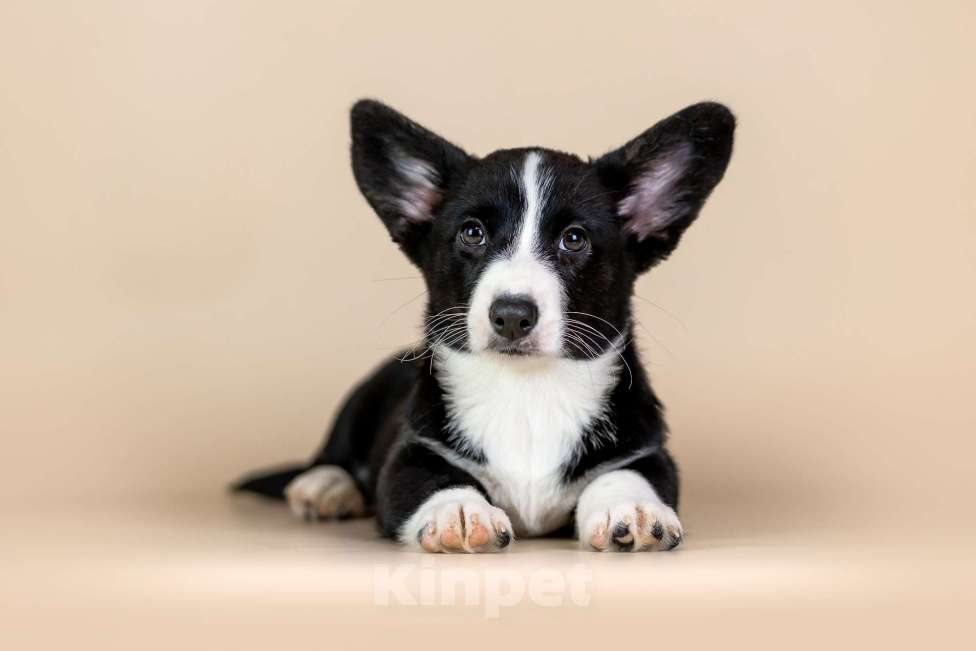 Собаки в Нижнем Новгороде: Вельш Корги Кардиган продажа  Девочка, 35 000 руб. - фото 3