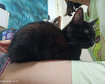 Кошки в Казани: Котенок в добрые руки Мальчик, Бесплатно - фото 2