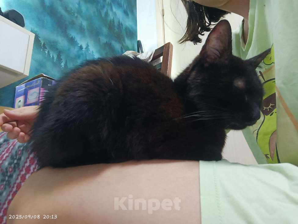 Кошки в Казани: Котенок в добрые руки Мальчик, Бесплатно - фото 2