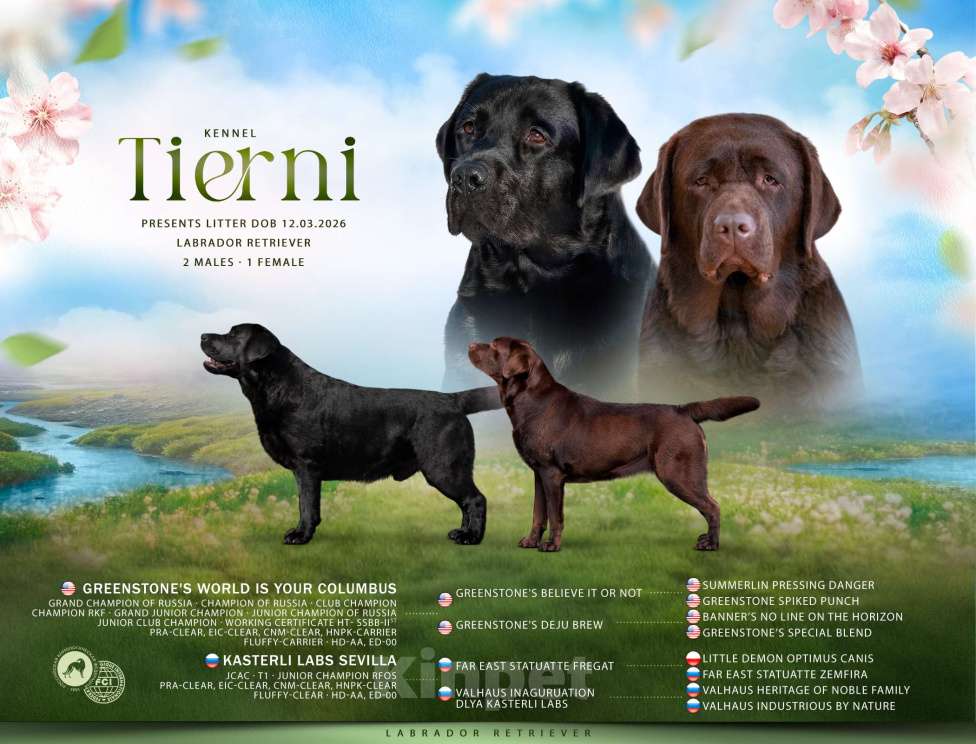 Собаки в Москве: Черная медведица Девочка, 150 000 руб. - фото 7