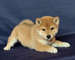 Собаки в Москве: Сиба ину.Мальчик 2 мес. Мальчик, 50 000 руб. - фото 1