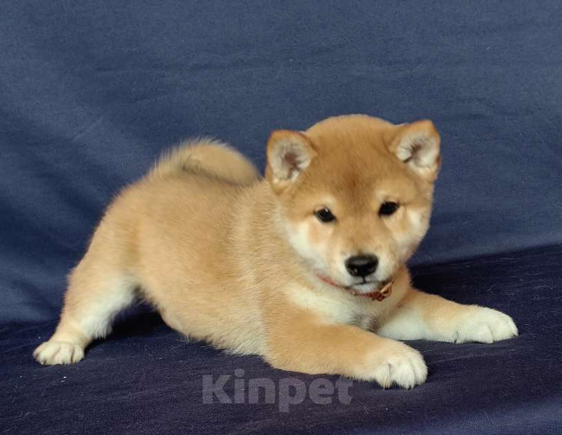 Собаки в Москве: Сиба ину.Мальчик 2 мес. Мальчик, 50 000 руб. - фото 1