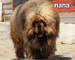 Собаки в Москве: Щенки тибетского мастифа Мальчик, 150 000 руб. - фото 4