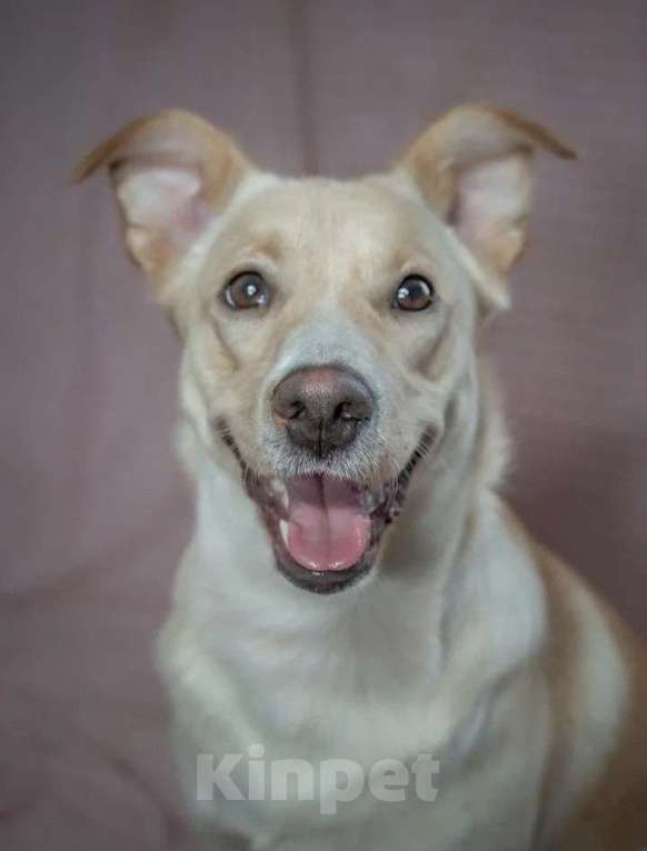 Собаки в Москве: Очаровательная собачка в добрые руки Девочка, Бесплатно - фото 4