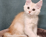 Кошки в Мытищах: Котенок Мейн-кун Мальчик, 50 000 руб. - фото 5