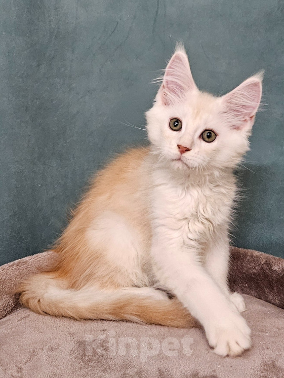 Кошки в Мытищах: Котенок Мейн-кун Мальчик, 50 000 руб. - фото 5