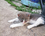 Кошки в Пензе: Котёнок в добрые руки Мальчик, Бесплатно - фото 3