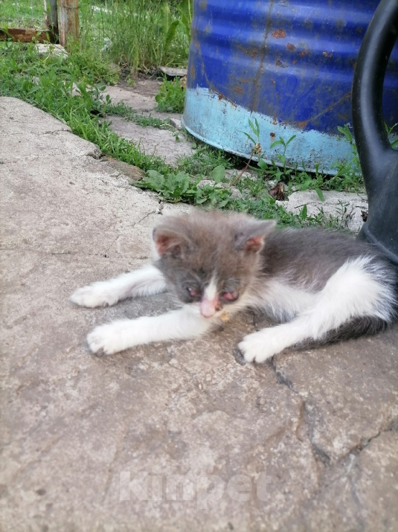 Кошки в Пензе: Котёнок в добрые руки Мальчик, Бесплатно - фото 3