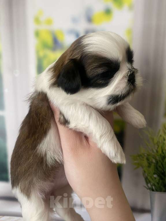 Собаки в Санкт-Петербурге: Очаровательная мини девочка ши-тцу Девочка, 35 000 руб. - фото 3