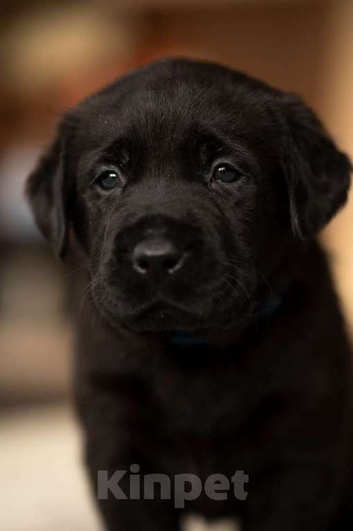 Собаки в Санкт-Петербурге: IRISLAV CRYER Мальчик, 140 000 руб. - фото 5