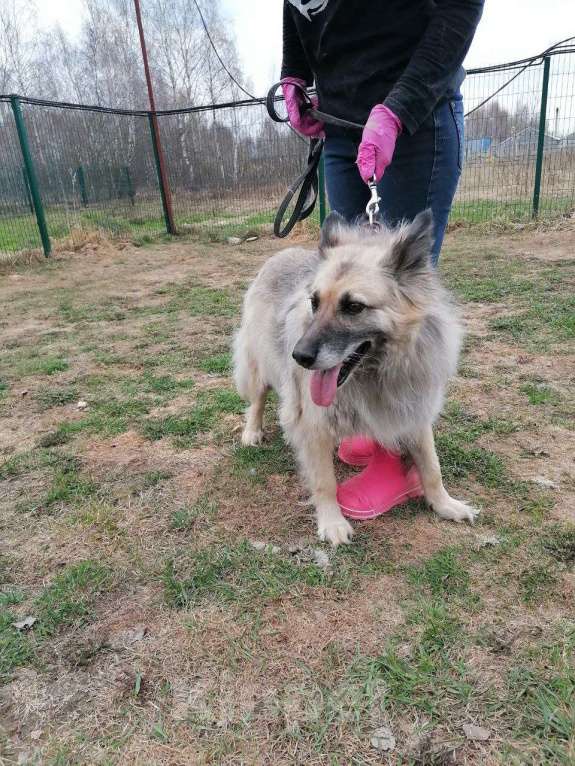 Собаки в Москве: После всего пережитого ей нужен дом Девочка, Бесплатно - фото 3