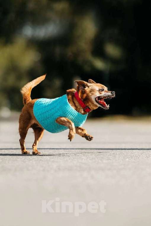 Собаки в Москве: собака Коко Шанель ищет дом Девочка, Бесплатно - фото 7