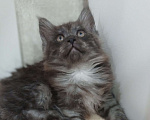 Кошки в Москве: Мейн кун котенок Девочка, Бесплатно - фото 2
