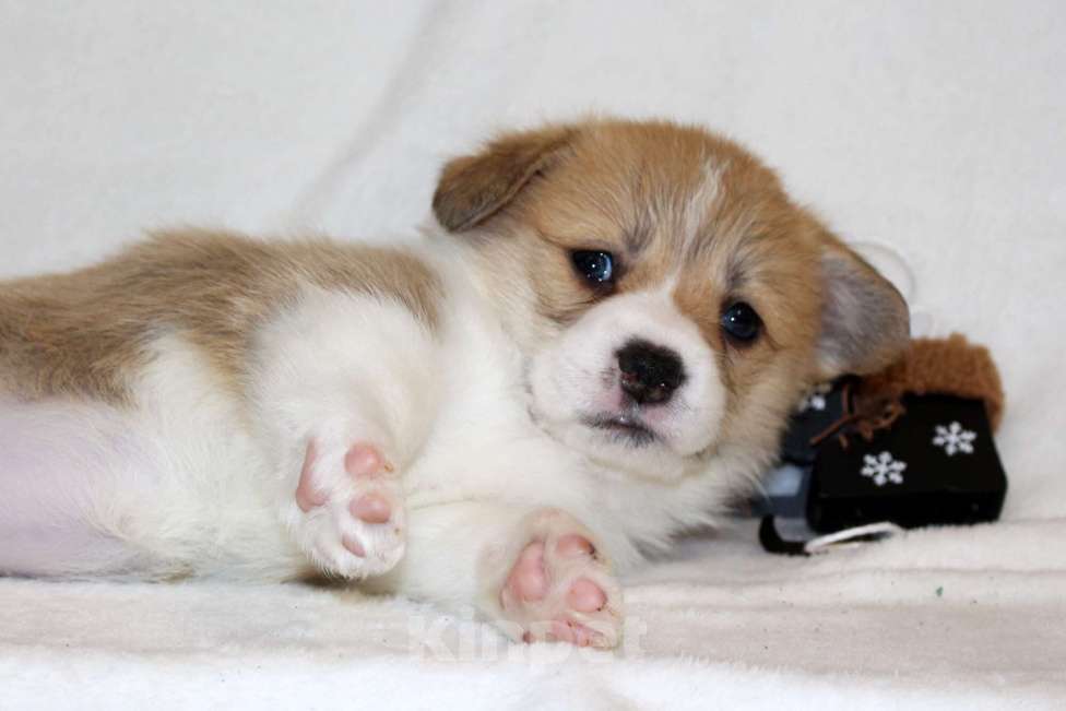 Собаки в Кемерово: Щенки вельш корги пемброк, мальчики Мальчик, 80 000 руб. - фото 2